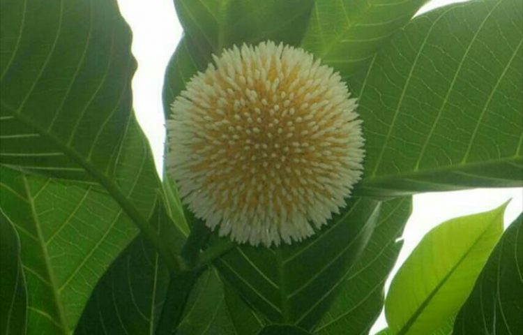 বর্ষার রাণী কদম ফুল