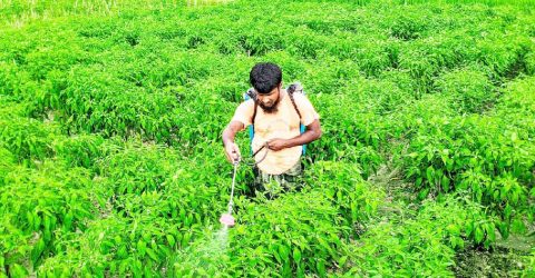 নন্দী গ্রামে মরিচের বাম্পার ফলন, ভালো দামে খুশি কৃষক
