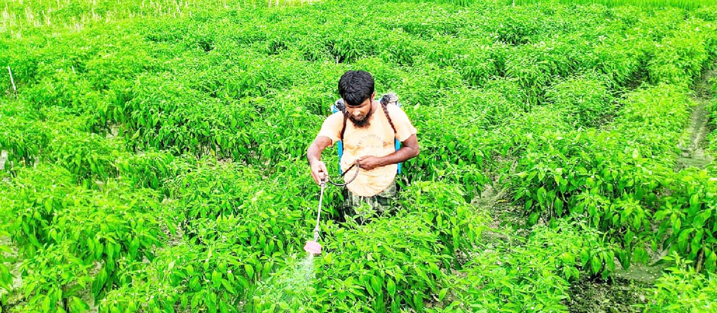 নন্দী গ্রামে মরিচের বাম্পার ফলন, ভালো দামে খুশি কৃষক