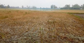 পলাশবাড়ীতে দু’দফা বন্যায় কৃষি ও মৎস্য খাতে প্রায় ২২ কোটি টাকার ক্ষতি