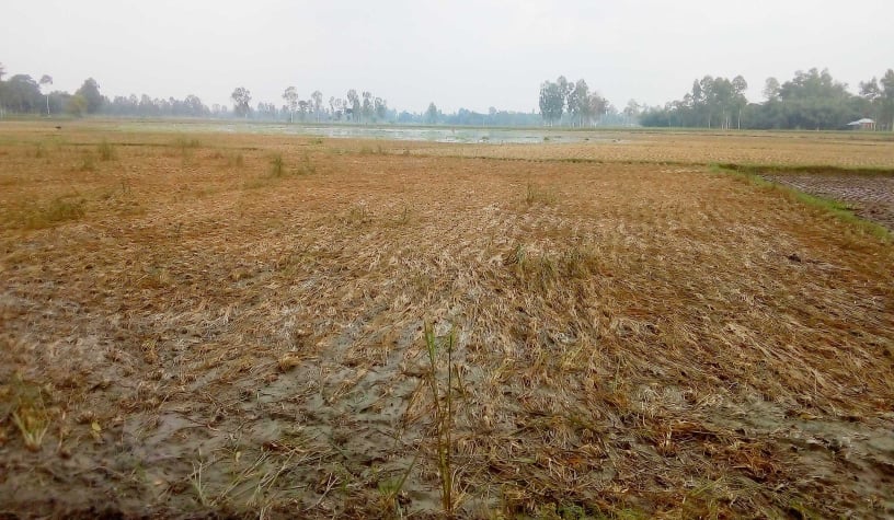 পলাশবাড়ীতে দু’দফা বন্যায় কৃষি ও মৎস্য খাতে প্রায় ২২ কোটি টাকার ক্ষতি