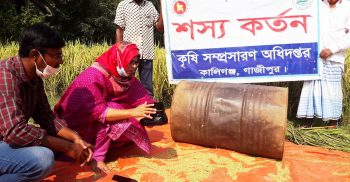 কালীগঞ্জে আমন ধান কাটা শুরু 