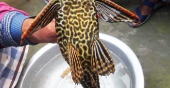 পলাশবাড়ীতে অচেনা মাছ দেখতে উৎসুক জনতার ভীড়