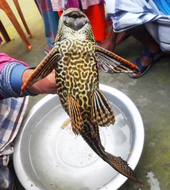 পলাশবাড়ীতে অচেনা মাছ দেখতে উৎসুক জনতার ভীড়