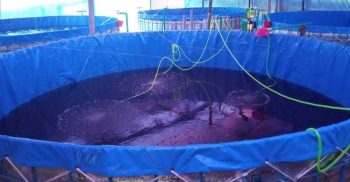 বেকার যুবকদের কর্মসংস্থান সৃষ্টির লক্ষে কাজ করে যাচ্ছে নিউ লাইফ ফাউন্ডেশন