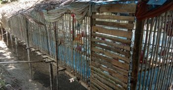 পলাশবাড়ীতে অপরিকল্পিত পোল্ট্রি ফার্মের দুর্গন্ধে অতিষ্ঠ এলাকাবাসী