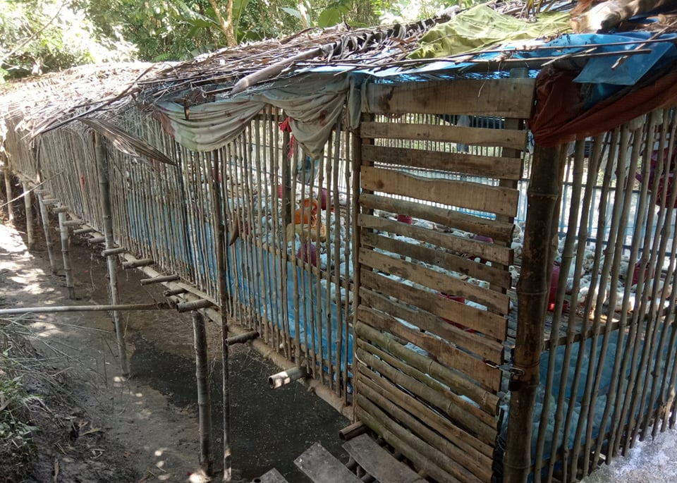 পলাশবাড়ীতে অপরিকল্পিত পোল্ট্রি ফার্মের দুর্গন্ধে অতিষ্ঠ এলাকাবাসী