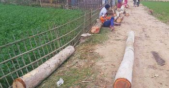 পলাশবাড়ীতে চুরি করে ৩ শতাধিক গাছ কাটলেন আওয়ামী লীগ নেতার ভাগনে