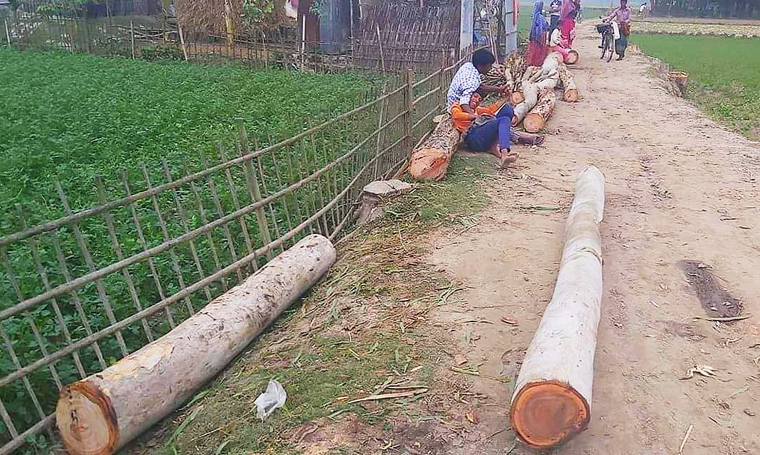 পলাশবাড়ীতে চুরি করে ৩ শতাধিক গাছ কাটলেন আওয়ামী লীগ নেতার ভাগনে