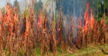 চিনিকল বন্ধে নিজের আখক্ষেতে আগুন দিয়ে চাষীদের প্রতিবাদ