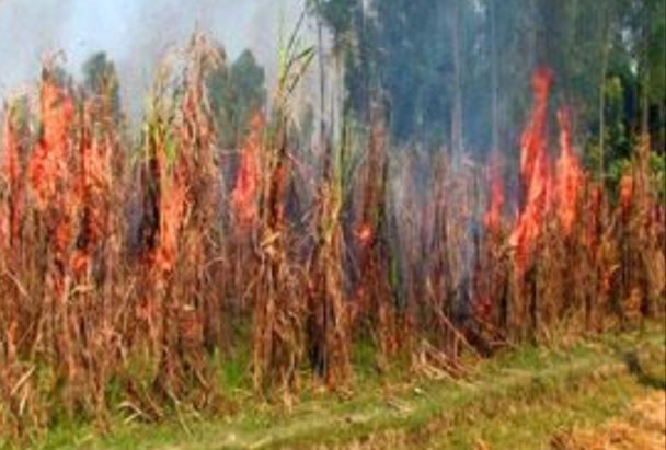 চিনিকল বন্ধে নিজের আখক্ষেতে আগুন দিয়ে চাষীদের প্রতিবাদ