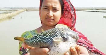 শ্রীমঙ্গলে পটকা মাছ খেয়ে দুইজনের মৃত্যু