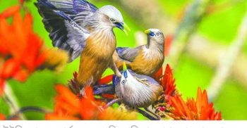 জমা পড়া ১ লাখ ৬ হাজার ছবির মধ্যে বাংলাদেশের ছবি প্রথম