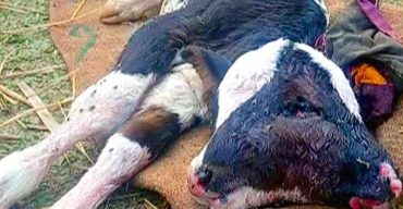 চার চোখ ও দুই মাথাবিশিষ্ট বাছুরের জন্ম