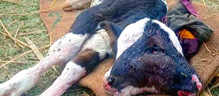 চার চোখ ও দুই মাথাবিশিষ্ট বাছুরের জন্ম