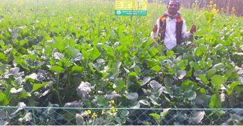 পলাশবাড়ীতে বিনা-৪ সরিষা চাষে কৃষকের ক্ষতি