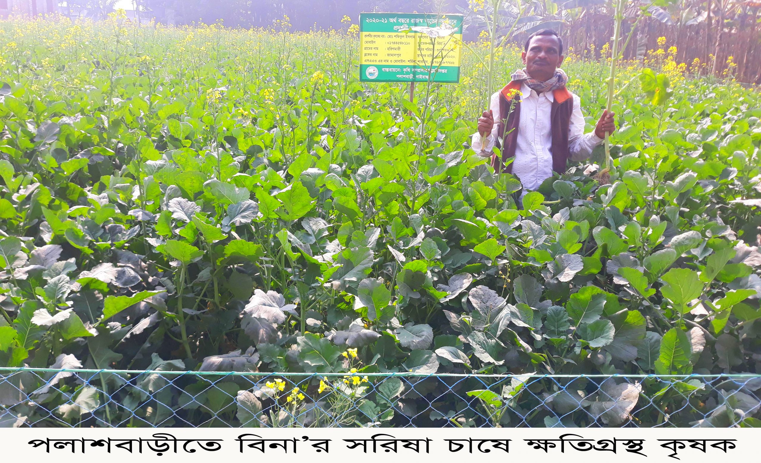 পলাশবাড়ীতে বিনা-৪ সরিষা চাষে কৃষকের ক্ষতি