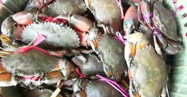 কাঁকড়া রপ্তানি বন্ধ হওয়ায় রামপালে চাষীরা দিশেহারা