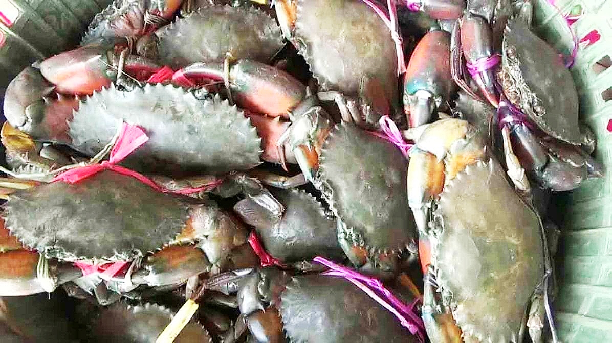 কাঁকড়া রপ্তানি বন্ধ হওয়ায় রামপালে চাষীরা দিশেহারা