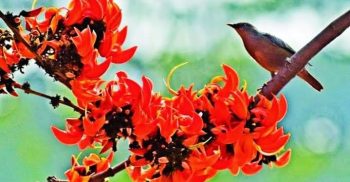 প্রকৃতির দুয়ারে বইছে ফাগুনের হাওয়া