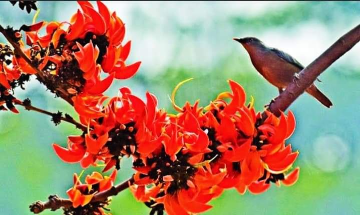 প্রকৃতির দুয়ারে বইছে ফাগুনের হাওয়া