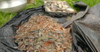 মোল্লাহাটে পূর্বশত্রুতার জেরে মৎসঘেরে বিষ প্রয়োগের অভিযোগ