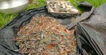 মোল্লাহাটে পূর্বশত্রুতার জেরে মৎসঘেরে বিষ প্রয়োগের অভিযোগ