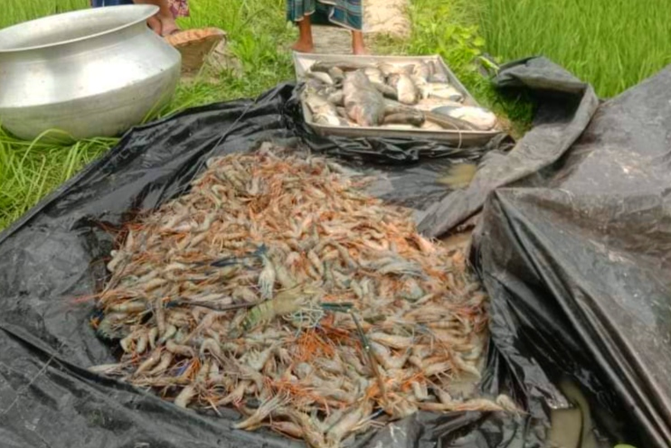 মোল্লাহাটে পূর্বশত্রুতার জেরে মৎসঘেরে বিষ প্রয়োগের অভিযোগ