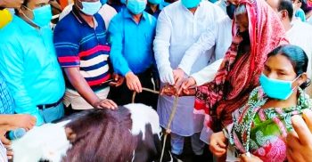 ঘোড়াঘাটে ক্ষুদ্র নৃ-গোষ্ঠীর ৯৭ পরিবারের মাঝে গরু বিতরণ