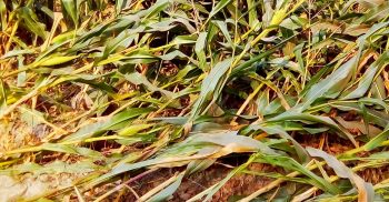 পলাশবাড়ীতে কালবৈশাখী ঝড়ে ভুট্টার ব্যাপক ক্ষতি