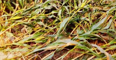 পলাশবাড়ীতে কালবৈশাখী ঝড়ে ভুট্টার ব্যাপক ক্ষতি