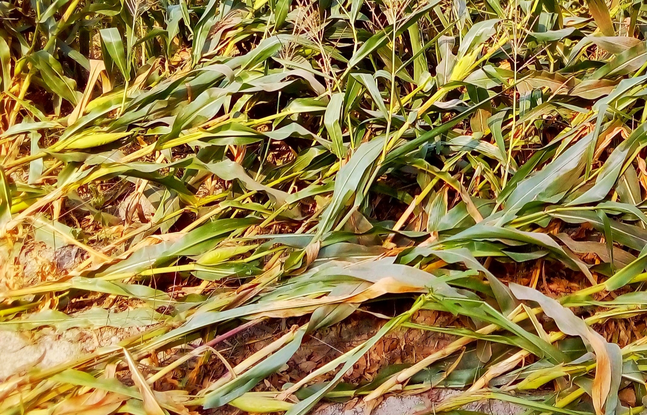 পলাশবাড়ীতে কালবৈশাখী ঝড়ে ভুট্টার ব্যাপক ক্ষতি