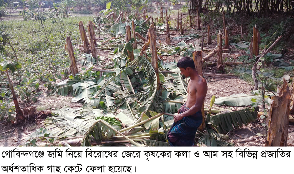 গোবিন্দগঞ্জে জমি নিয়ে বিরোধে কৃষকের বিভিন্ন প্রজাতির অর্ধশতাধিক গাছ কর্তন