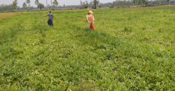 গোবিন্দগঞ্জে কৃষকের ফসলের সঙ্গে শত্রুতা