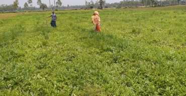 গোবিন্দগঞ্জে কৃষকের ফসলের সঙ্গে শত্রুতা