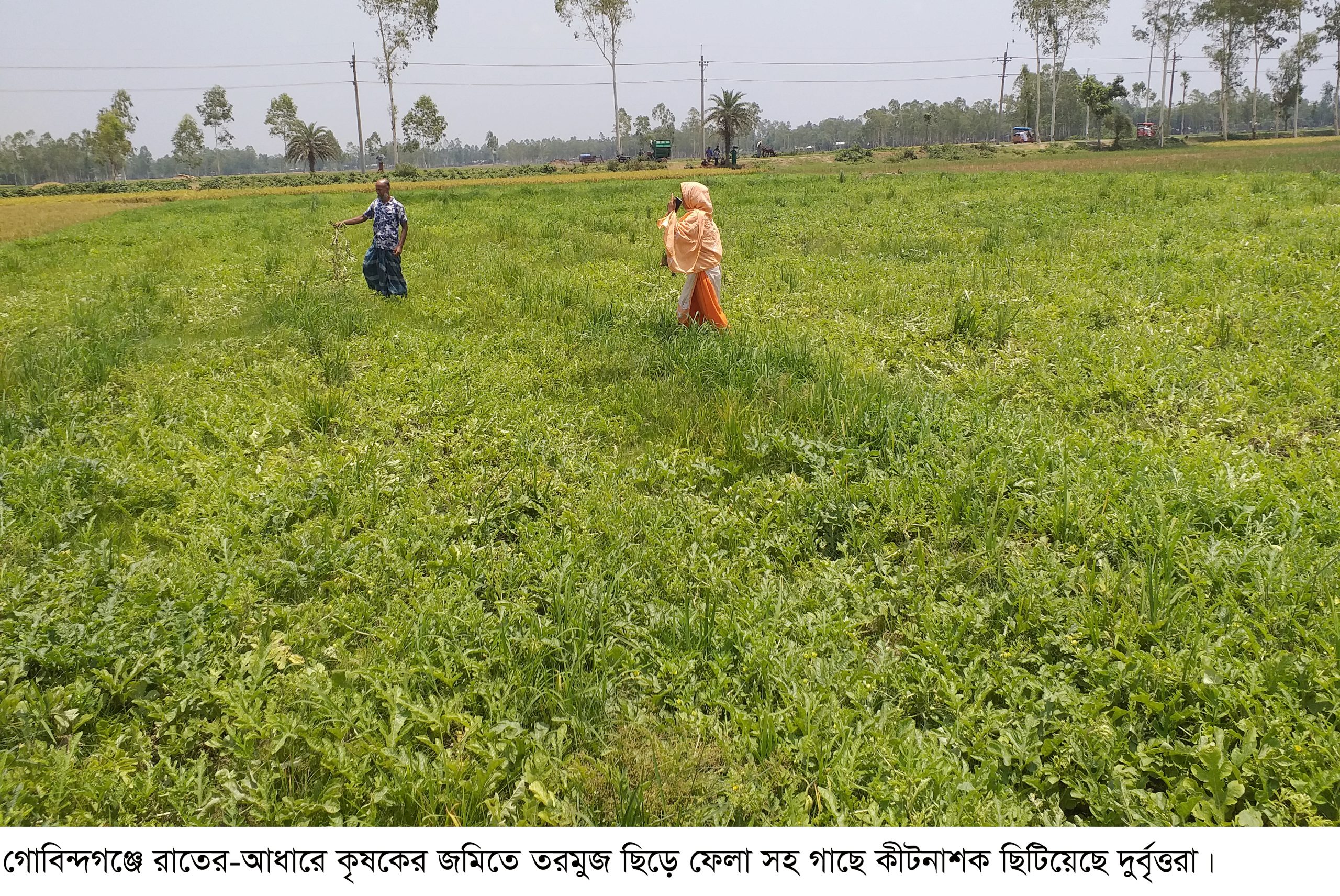 গোবিন্দগঞ্জে কৃষকের ফসলের সঙ্গে শত্রুতা