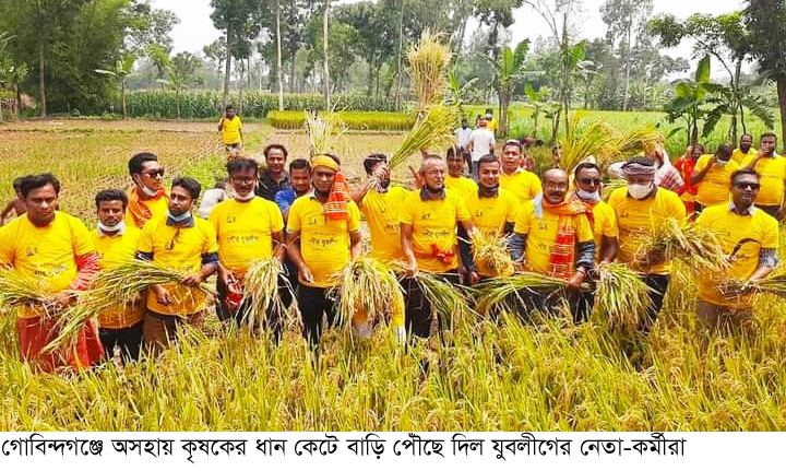 গোবিন্দগঞ্জে এক অসহায় কৃষকের ধান কেটে বাড়ি পৌঁছে দিল যুবলীগের নেতা-কর্মীরা