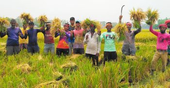সোনালী ফসল ঘরে তুলতে ব্যস্ত ঘোড়াঘাটের বোরোধান চাষিরা