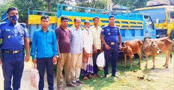 গোমূত্রের সূত্র ধরে চুরি হওয়া দুটি গরু সহ আটক ৫
