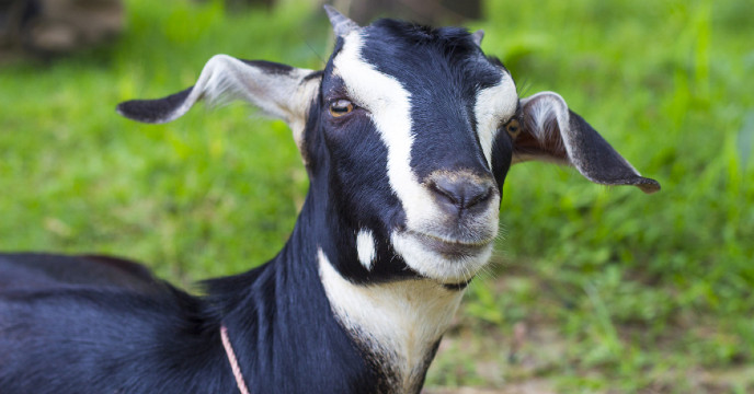 ফুলগাছ খাওয়ায় ছাগলকে জরিমানা