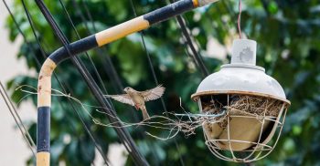 খড়কুটা দিয়ে বাসা বেঁধেছে চড়ুই পাখিরা