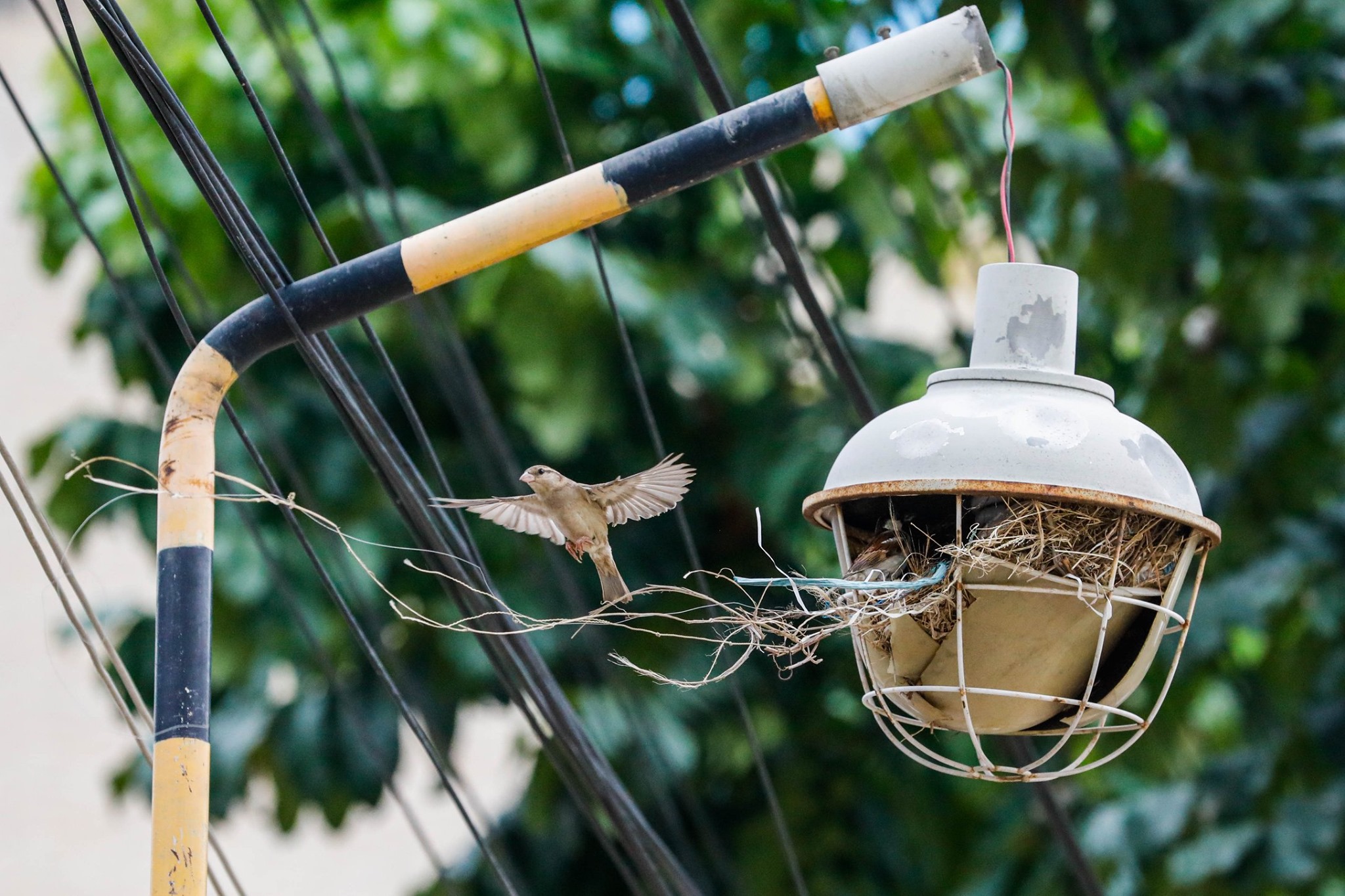 খড়কুটা দিয়ে বাসা বেঁধেছে চড়ুই পাখিরা