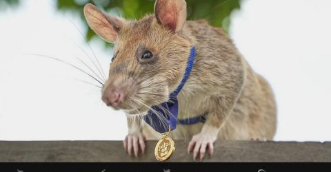 স্বর্ণপদকজয়ী ইঁদুর অবসরে যাচ্ছে