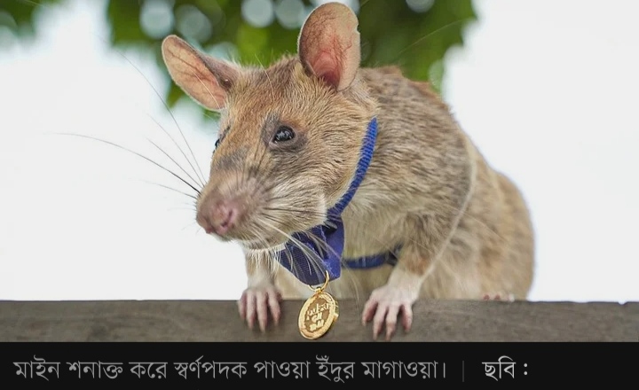 স্বর্ণপদকজয়ী ইঁদুর অবসরে যাচ্ছে