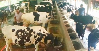 লাখ টাকার গরুর খামারে কোটিপতি শাহ নেওয়াজ