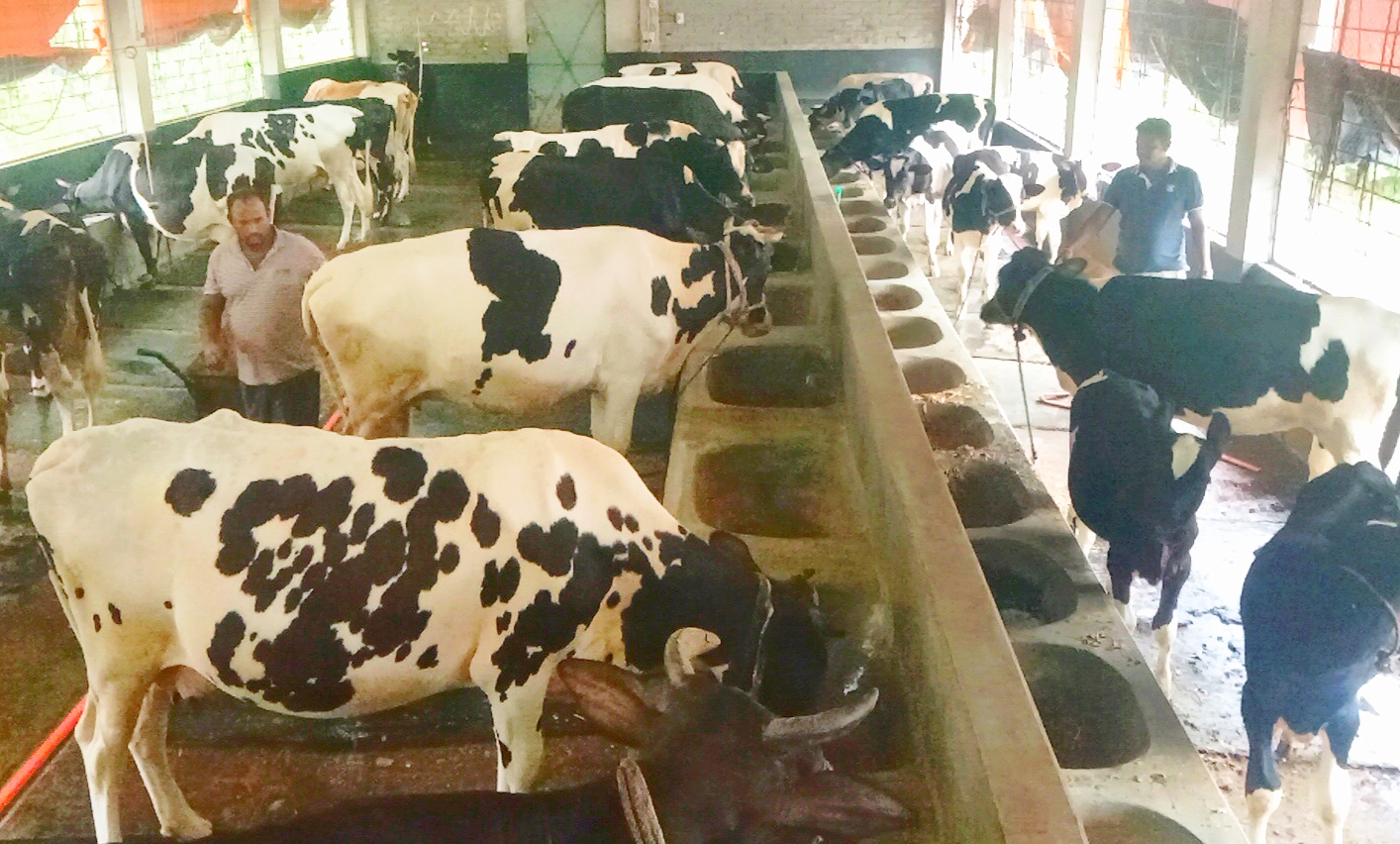 লাখ টাকার গরুর খামারে কোটিপতি শাহ নেওয়াজ