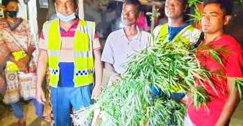 ছাদবিহীন ঘরে গাঁজা চাষ; বাড়ির মালিক গ্রেপ্তার