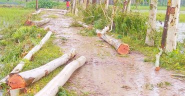গোবিন্দগঞ্জে কোটি টাকার গাছ অর্ধেক দামে বিক্রি