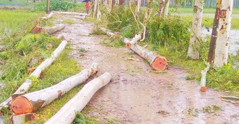 গোবিন্দগঞ্জে কোটি টাকার গাছ অর্ধেক দামে বিক্রি