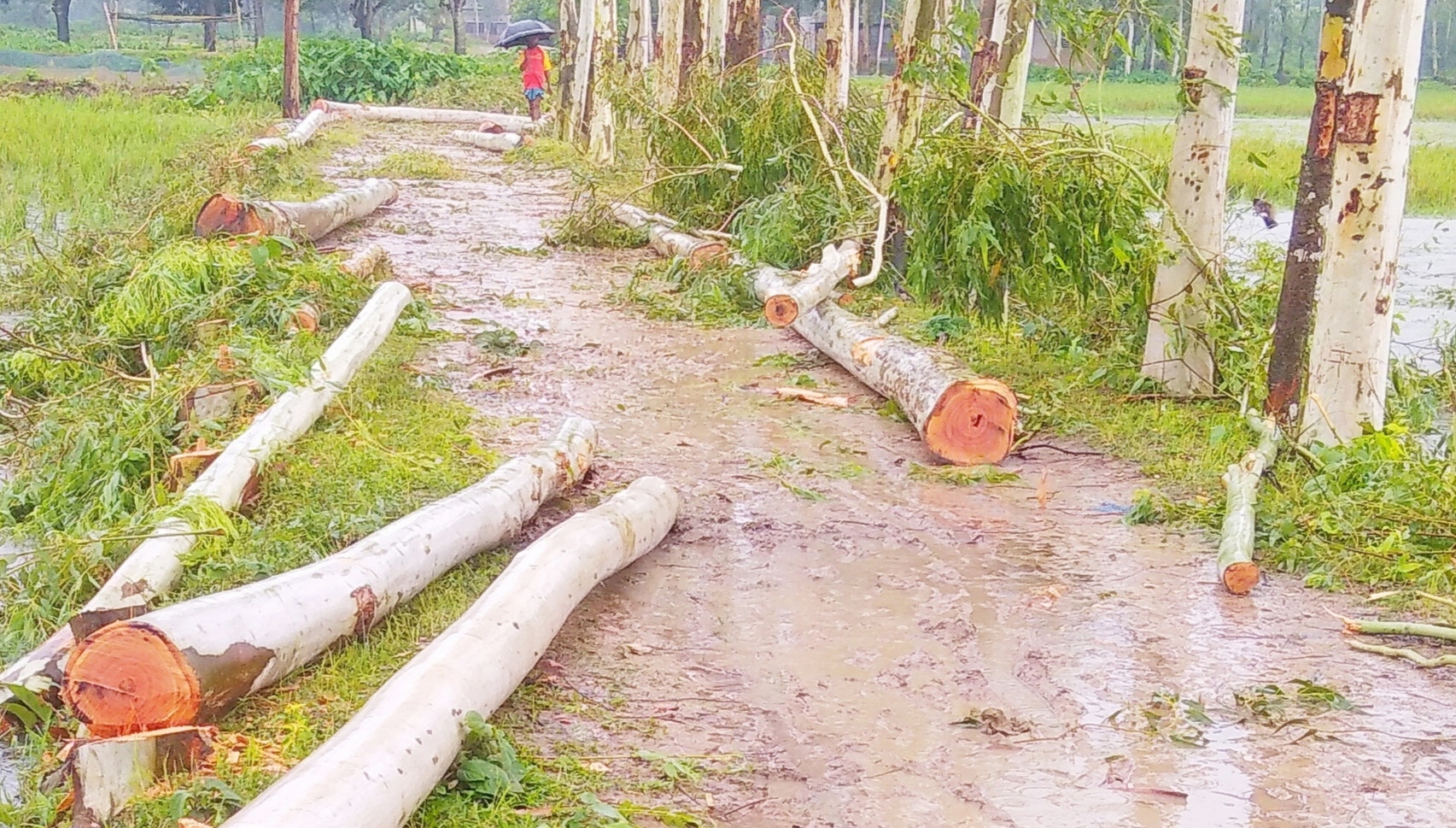 গোবিন্দগঞ্জে কোটি টাকার গাছ অর্ধেক দামে বিক্রি